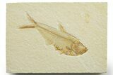 Detailed Fossil Fish (Diplomystus) - Wyoming #363910-1